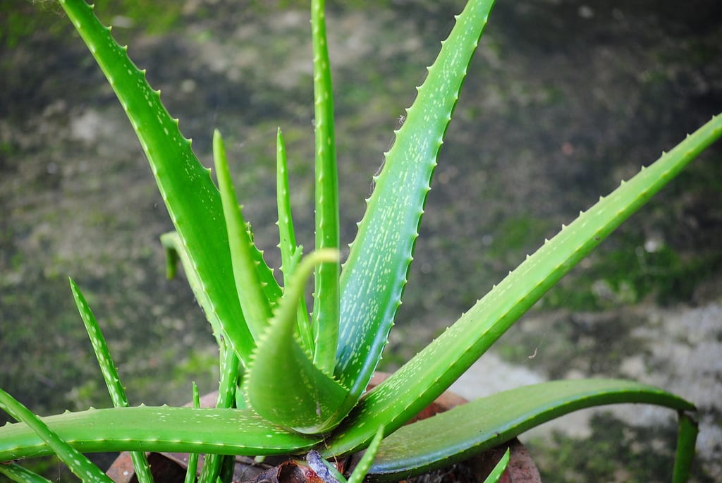Recuperar un Aloe vera: diagnóstico y rescate paso a paso