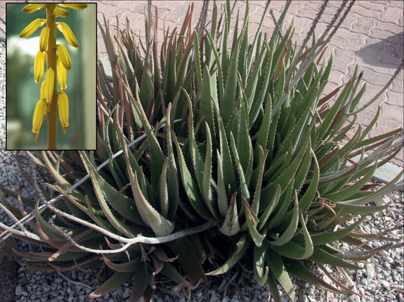 Inflorescencia amarilla de Aloe vera