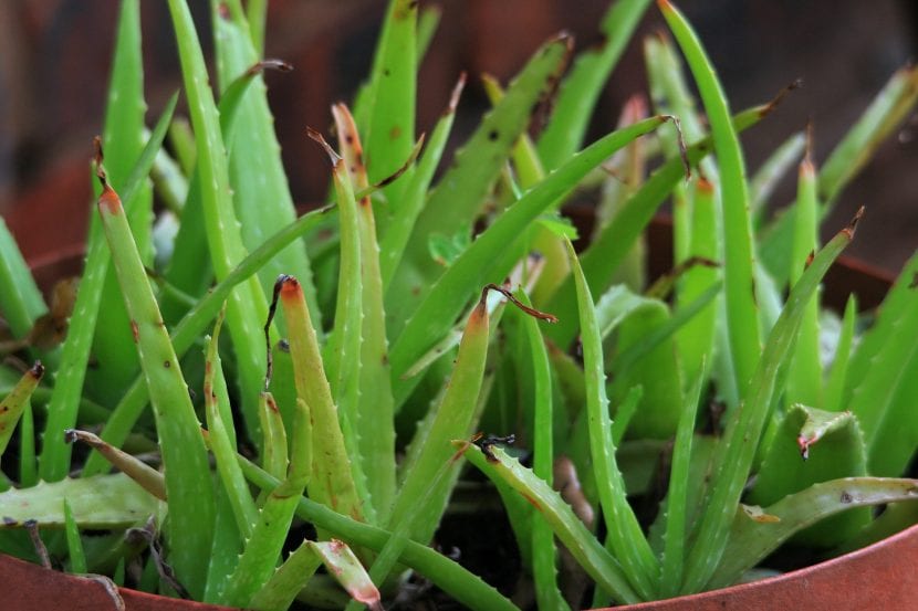 Ejemplares de Aloe vera cultivados en maceta