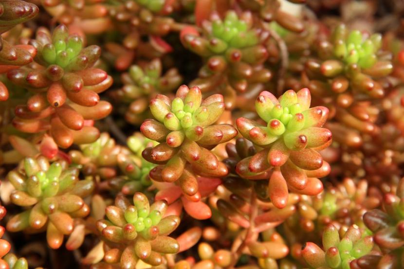 Cómo se cuidan las plantas crasas: luz, riego y sustrato
