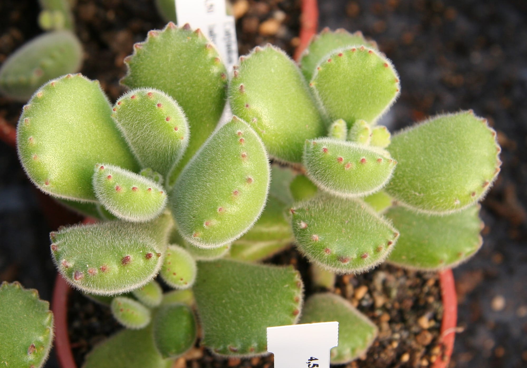 Cotyledon: especies, cuidados y multiplicación paso a paso