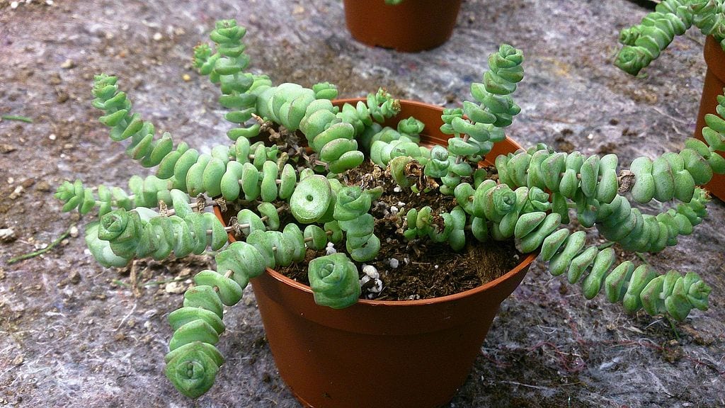Crassula marnieriana: cuidados del collar de jade