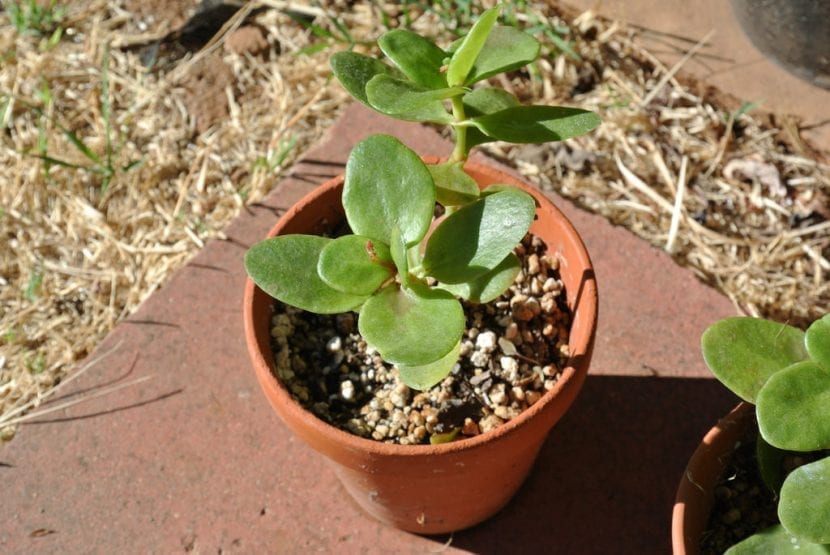Mata de Crassula multicava con hojas ovaladas y planas