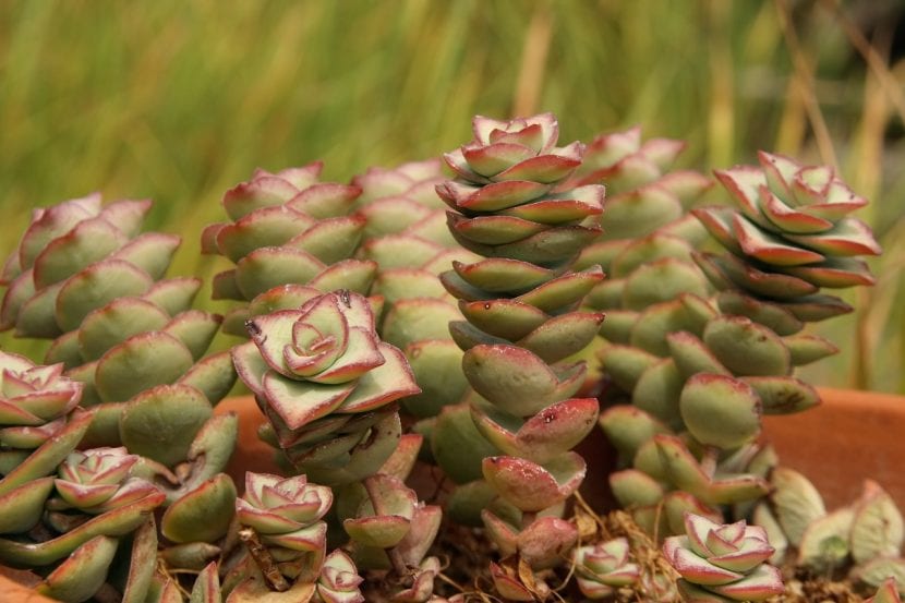 Tallos de Crassula perforata con pares de hojas apiladas