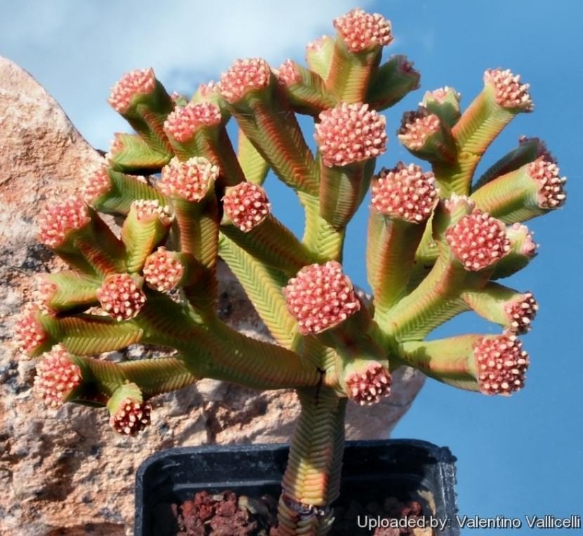 Crassula pyramidalis en flor, con el capítulo blanquecino en el ápice de la columna