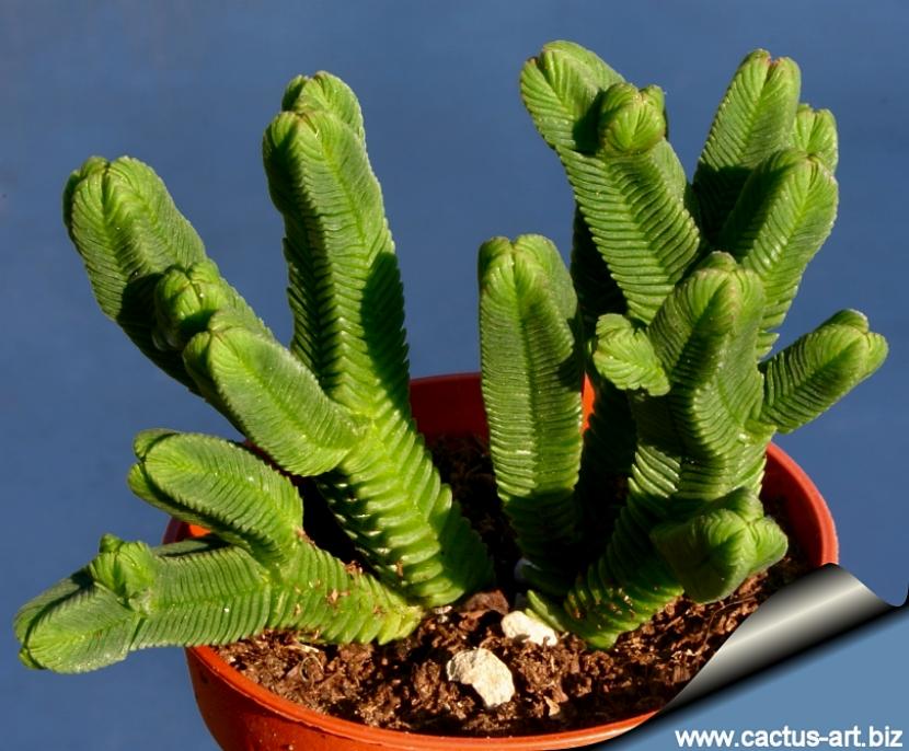 Crassula pyramidalis: cuidados de la crásula piramidal