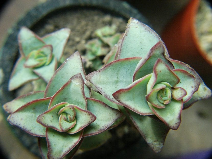 Crassula perforata, con las hojas ensartadas por pares a lo largo del tallo