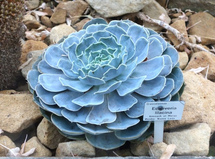 Echeveria lilacina, roseta grisácea de hojas cuchariformes