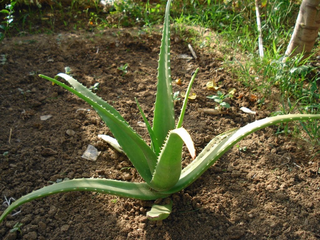 Cuándo plantar aloe vera en el jardín y cómo hacerlo bien