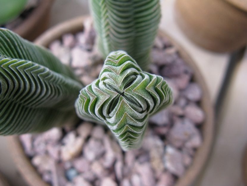 Ejemplar de Crassula Templo de Buda con sus hojas apiladas formando una columna