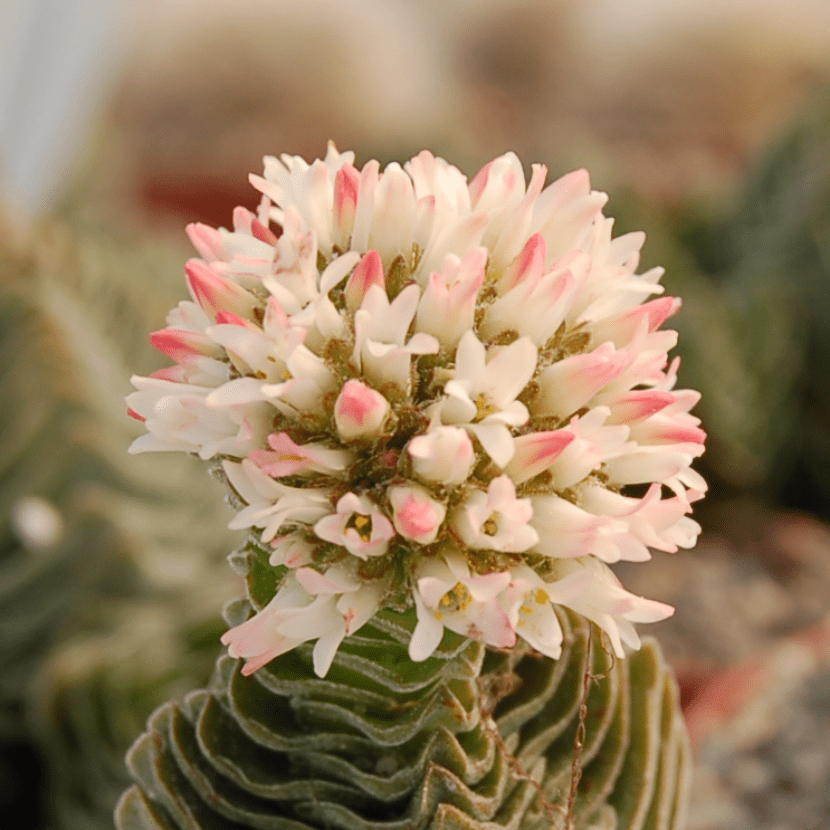 Crassula Templo de Buda en flor, con la inflorescencia apretada en el ápice de la columna