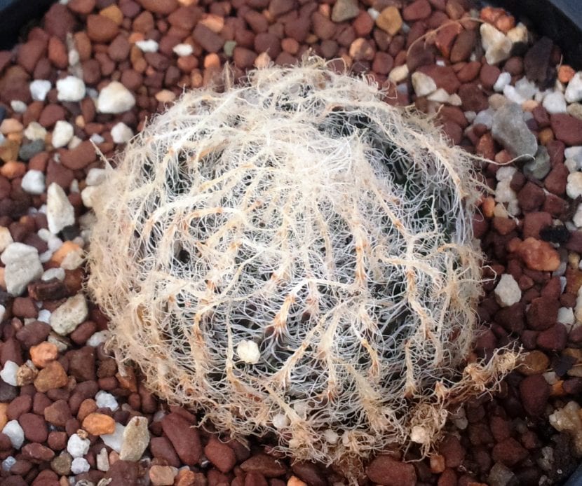 Haworthia arachnoidea var. setata, con cerdas marginales largas y densas