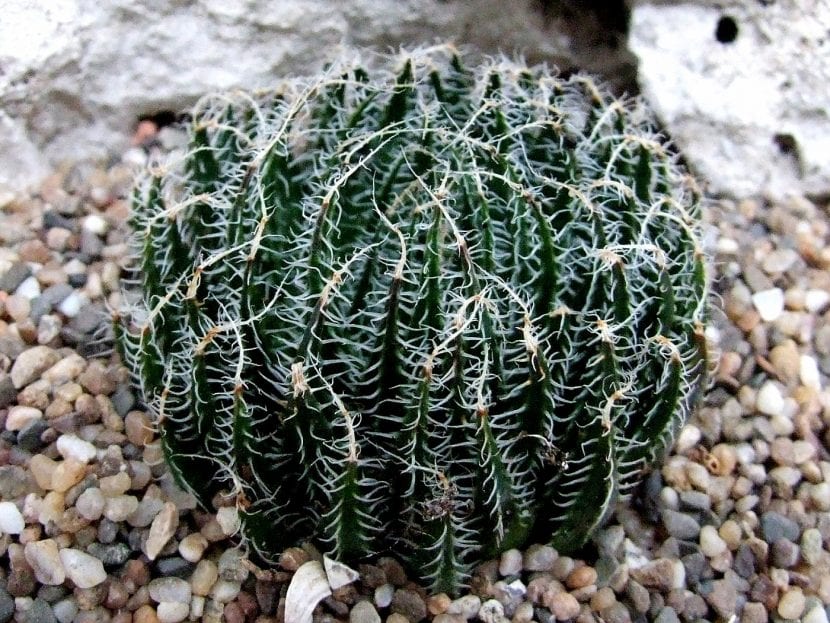 Ejemplar de Haworthia arachnoidea con las cerdas blancas del borde de las hojas entrecruzadas