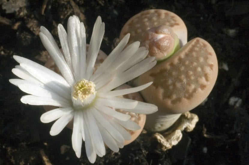 Ejemplares de Lithops con sus hojas fusionadas asomando a ras de suelo