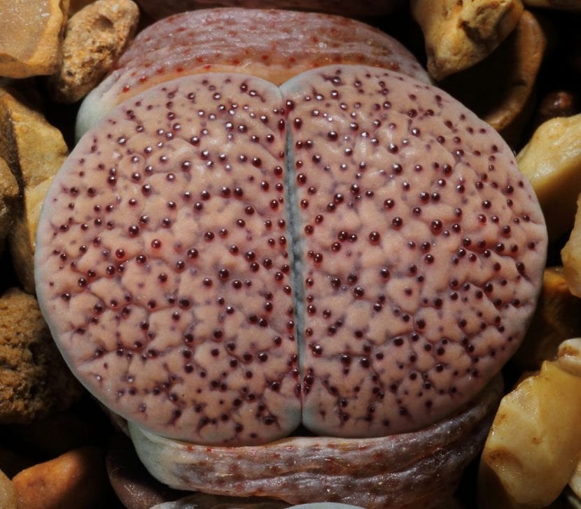 Lithops verruculosa con el dibujo característico de su ventana
