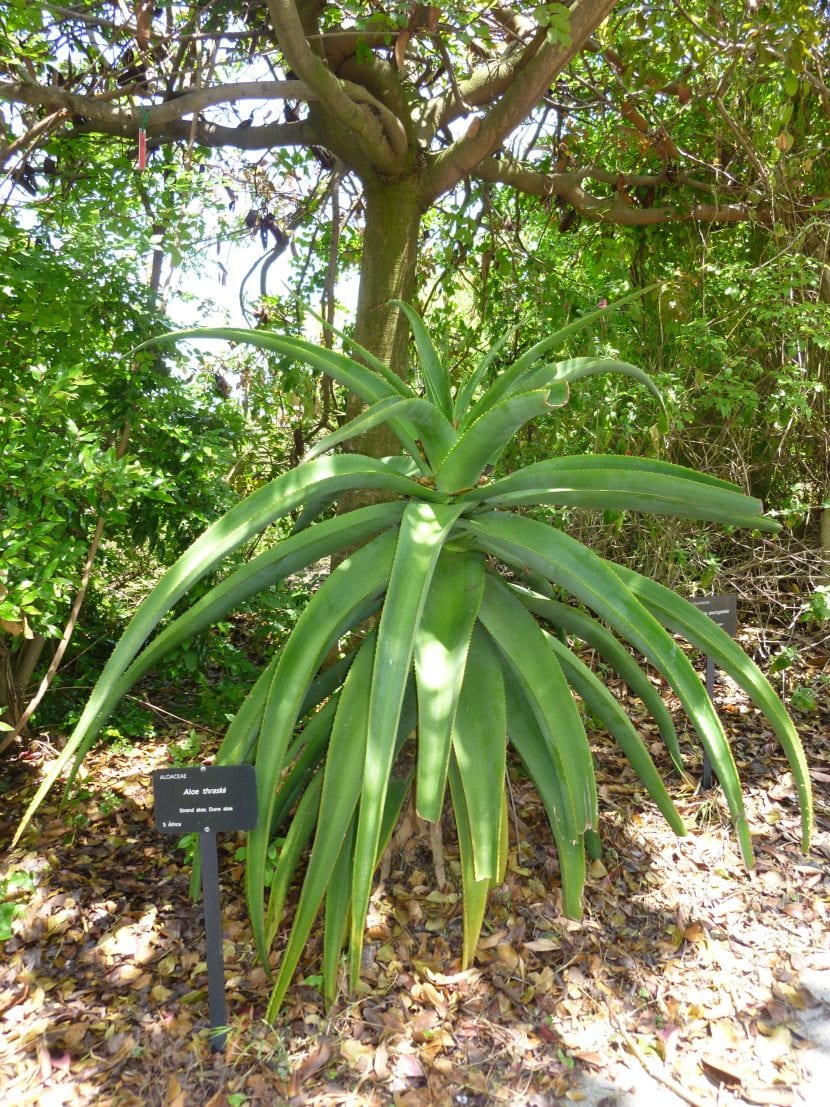Aloe thraskii cultivado en un jardín botánico, con el tronco cubierto por las hojas secas