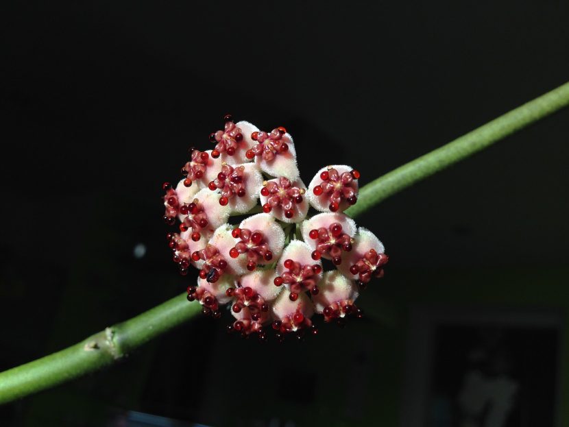 Umbela de flores céreas de Hoya kerrii