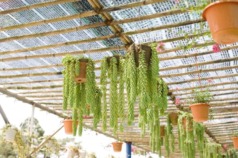 Sedum burrito en maceta colgante con sus tallos cargados de hojas