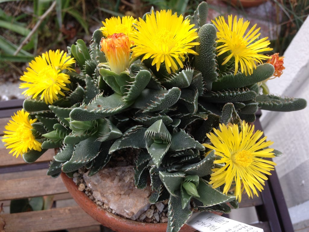 Faucaria: cuidados de la boca de tigre en maceta