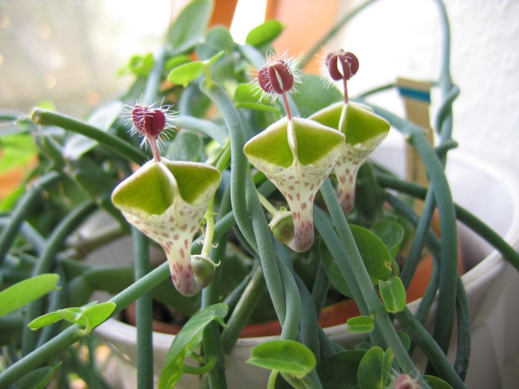 Ceropegia: especies, flores trampa y cuidados en casa