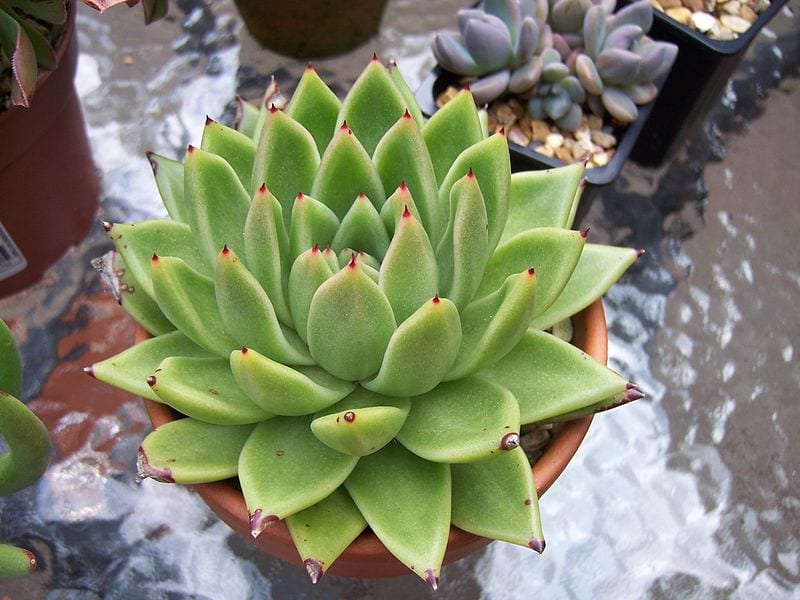 Echeveria agavoides: cuidados, luz, riego y multiplicación