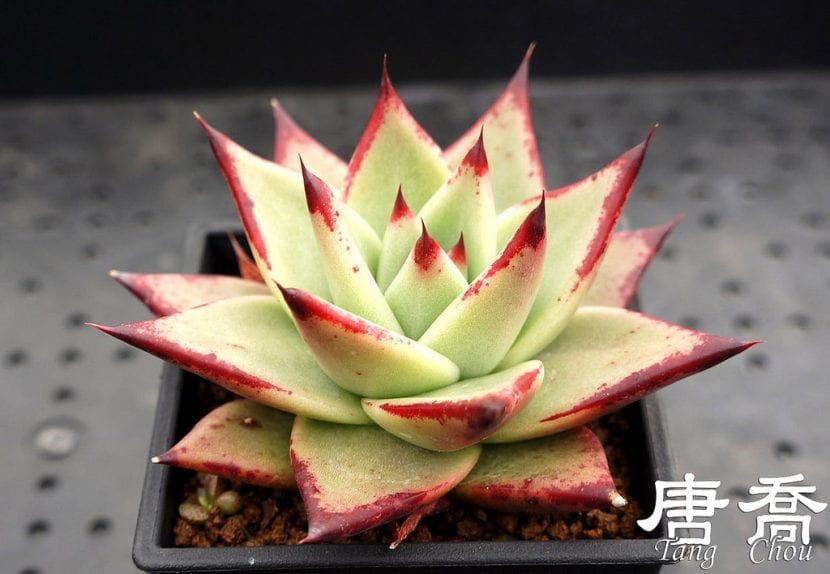 Echeveria agavoides 'Ebony' con los bordes de las hojas oscuros
