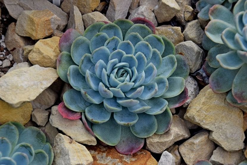 Roseta azulada de Echeveria elegans o rosa de alabastro