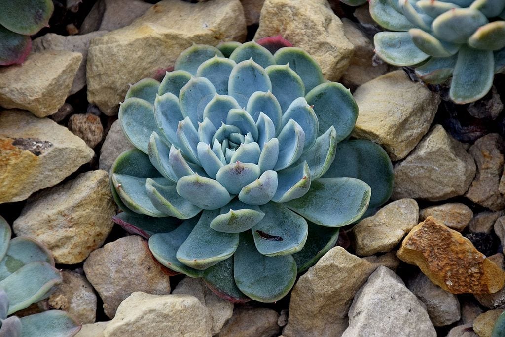 Echeveria elegans o rosa de alabastro: guía de cultivo