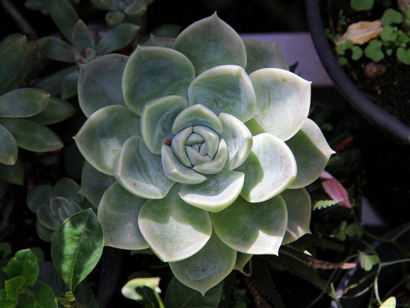 Mata de Echeveria elegans con varias rosetas hijas