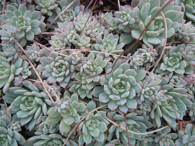Echeveria prolifica: cuidados, riego y multiplicación