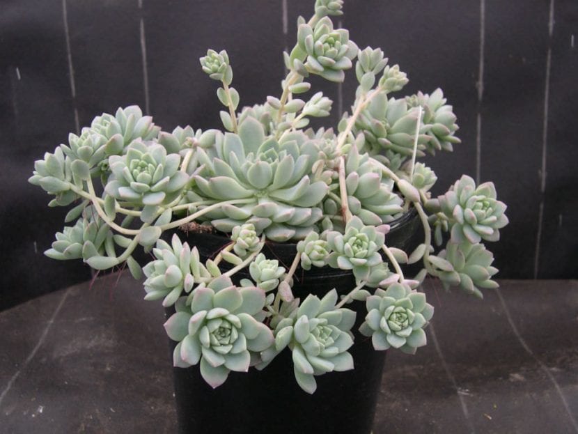 Rosetas de Echeveria prolifica formando una mata compacta