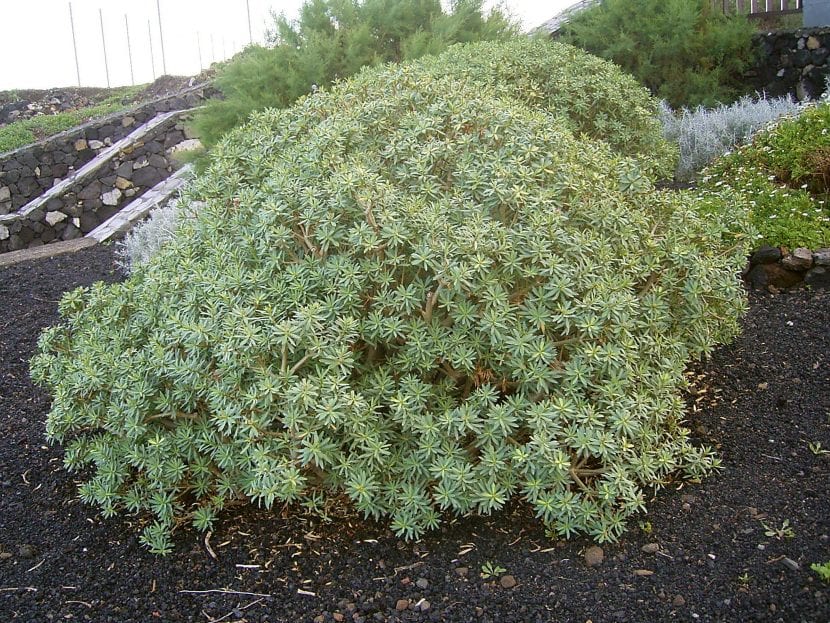 Ejemplar de Euphorbia balsamifera o tabaiba dulce con porte redondeado