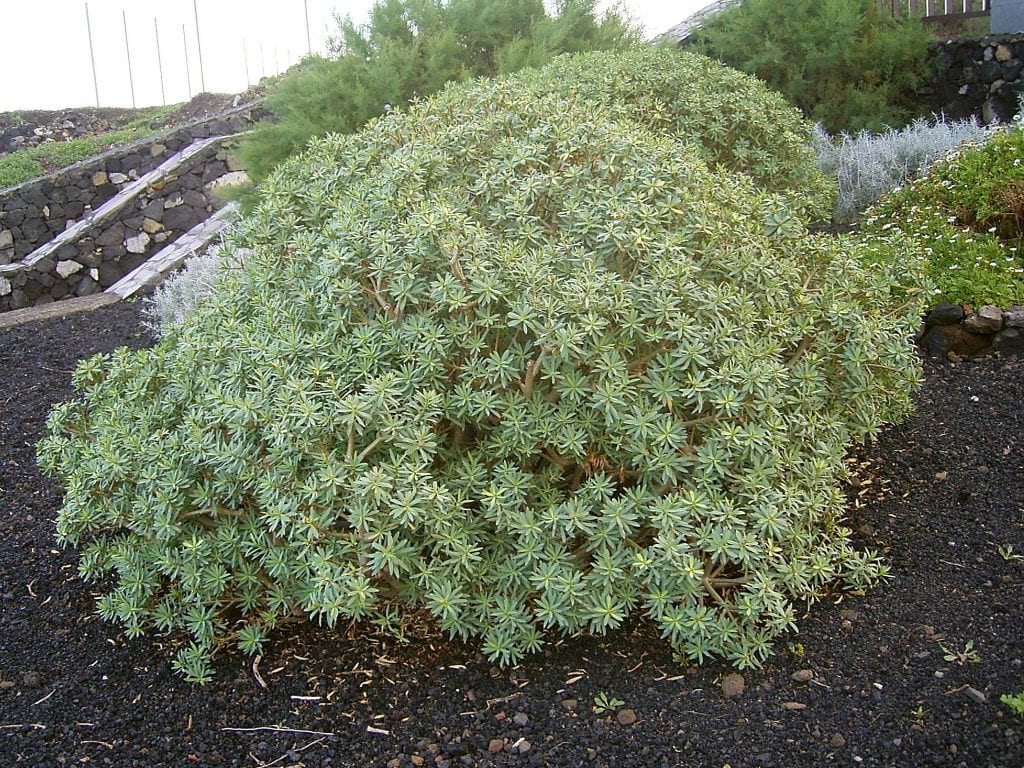 Euphorbia balsamifera: cuidados de la tabaiba dulce