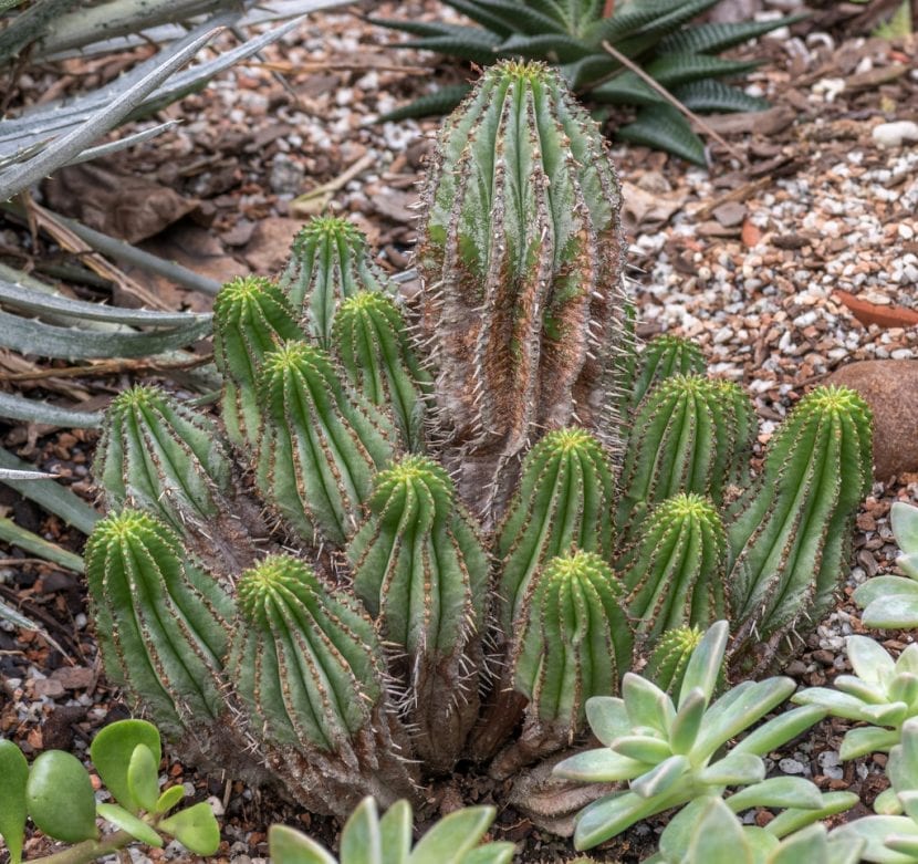 Euphorbia horrida en su hábitat sudafricano sobre suelo pedregoso
