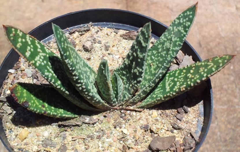 Gasteria carinata var. verrucosa con hojas cubiertas de tubérculos blancos