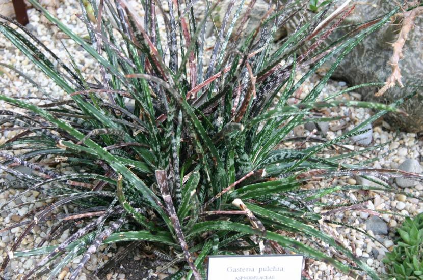 Gasteria pulchra con hojas alargadas moteadas de blanco