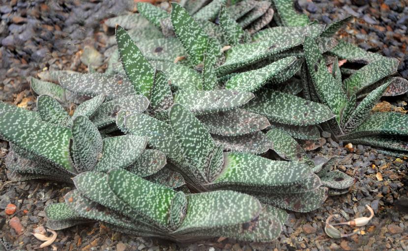 Gasteria: cuidados, especies y errores de cultivo