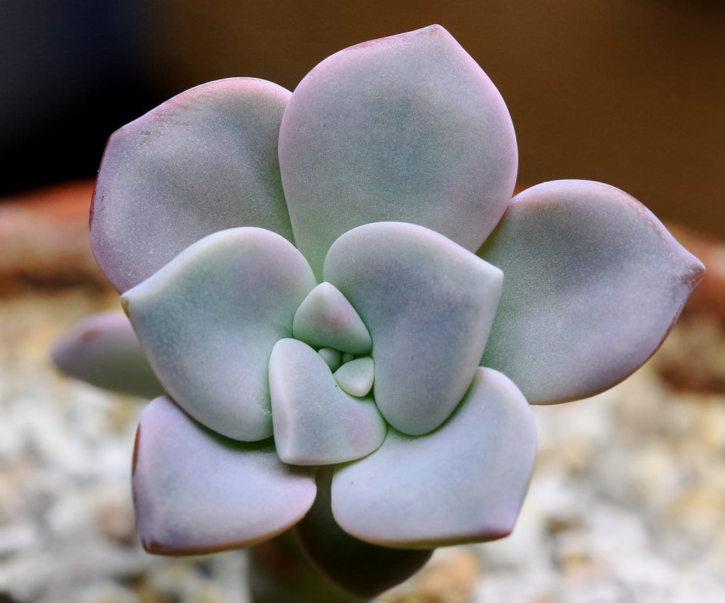 Graptopetalum pentandrum: cultivo, riego y multiplicación