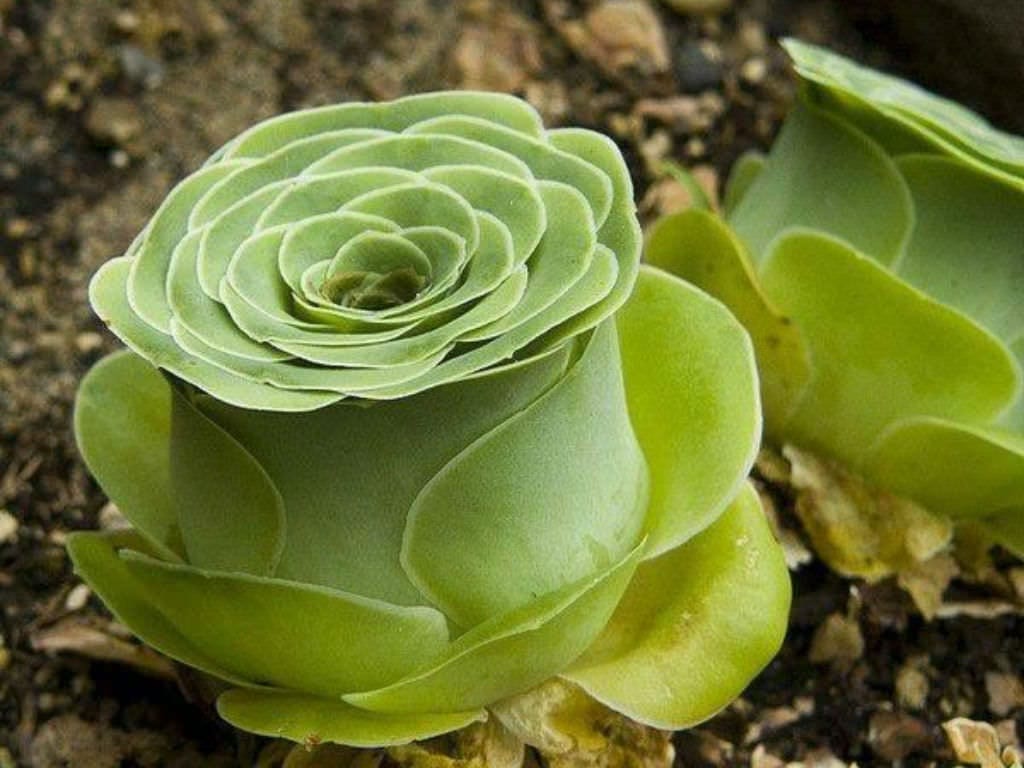 Greenovia dodrantalis: cuidados de la crasa con forma de rosa