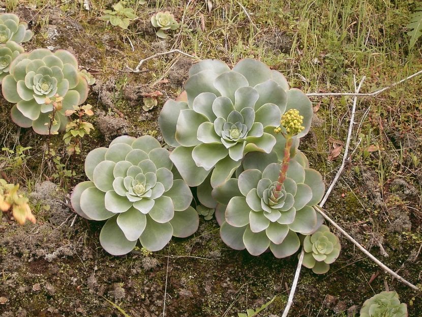 Ejemplar de Greenovia diplocycla creciendo entre rocas