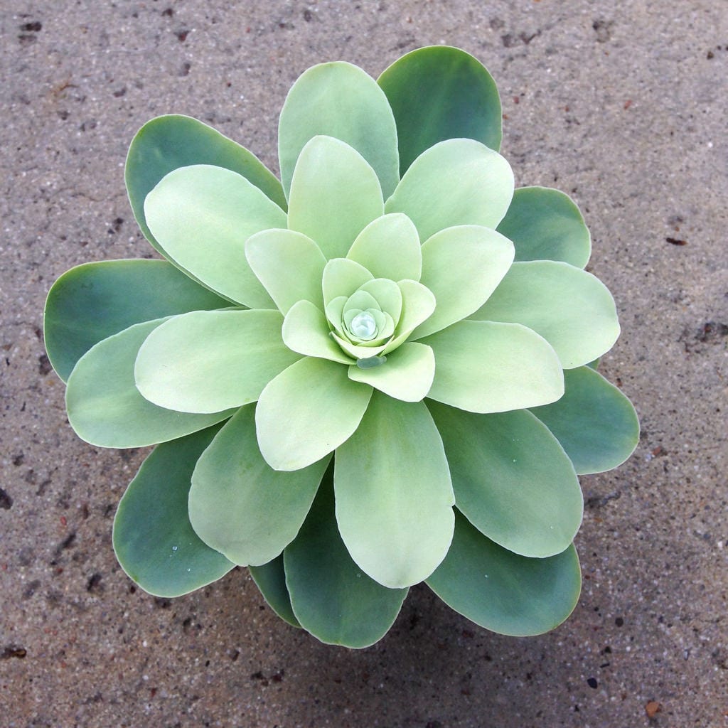 Greenovia: cuidados de la rosa suculenta canaria