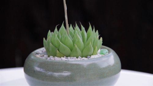 Haworthia cooperi en maceta con hojas translúcidas