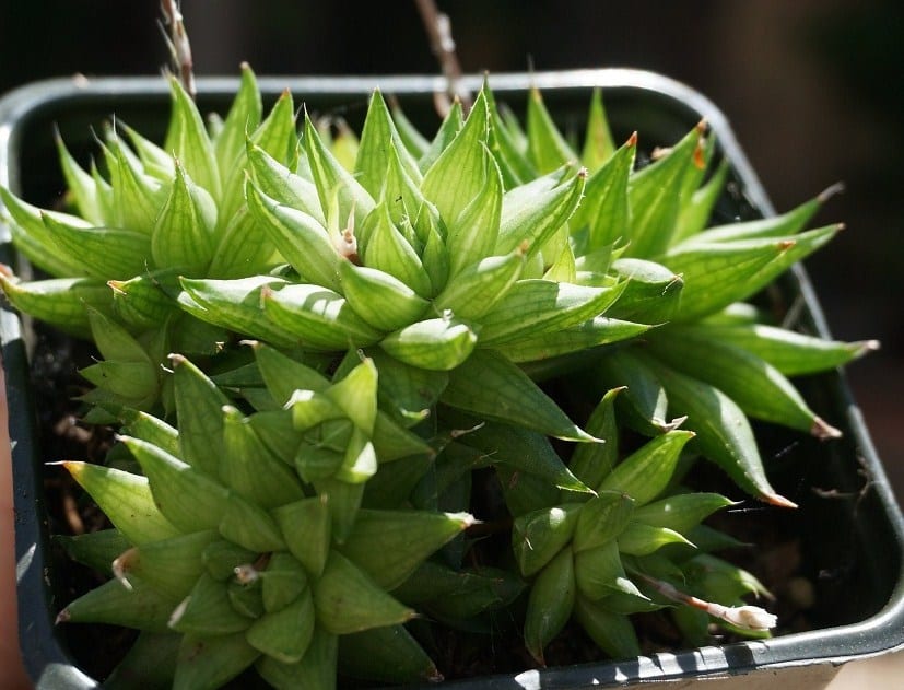 Haworthia cooperi