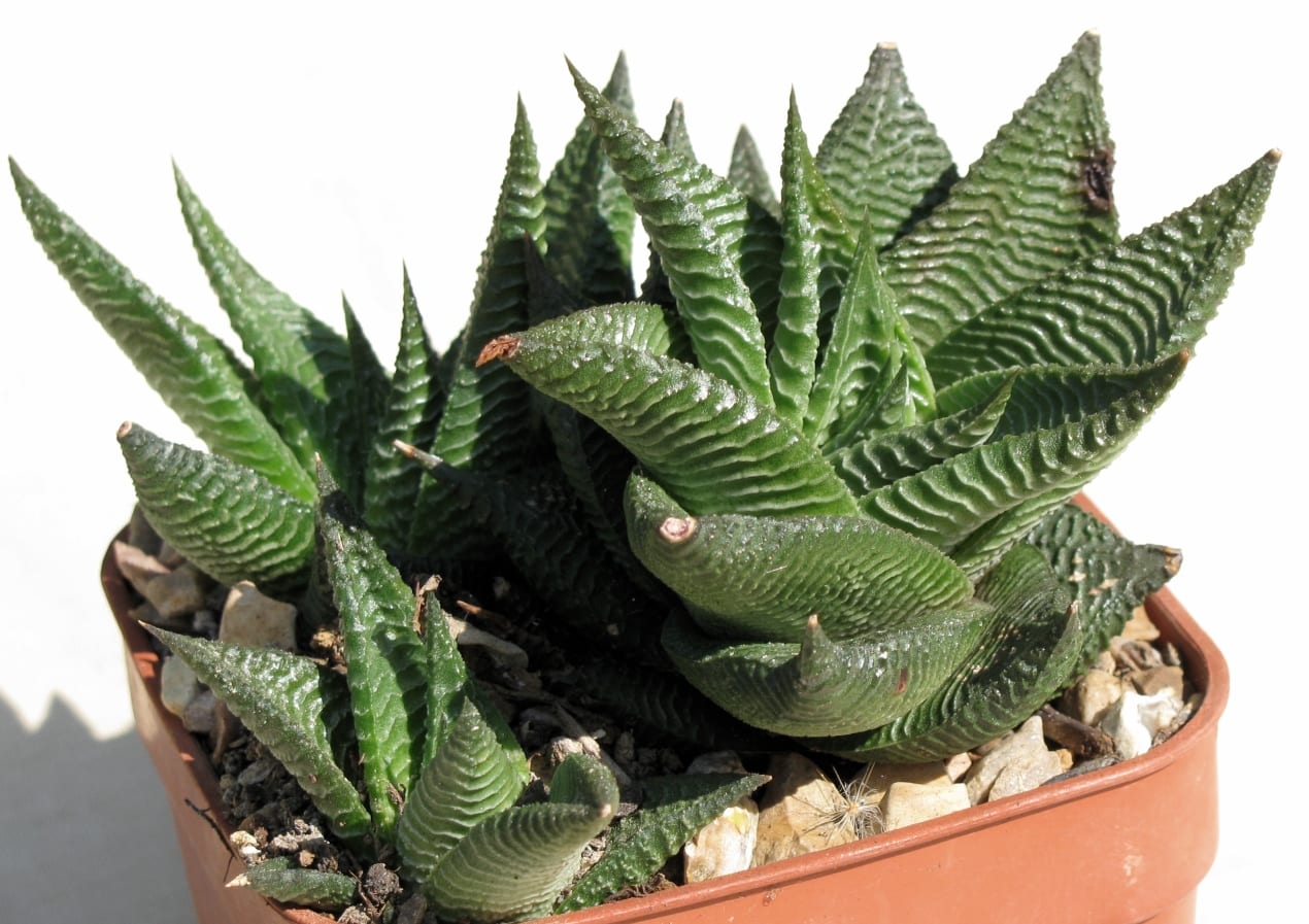 Haworthia: cuidados, especies y riego de esta suculenta