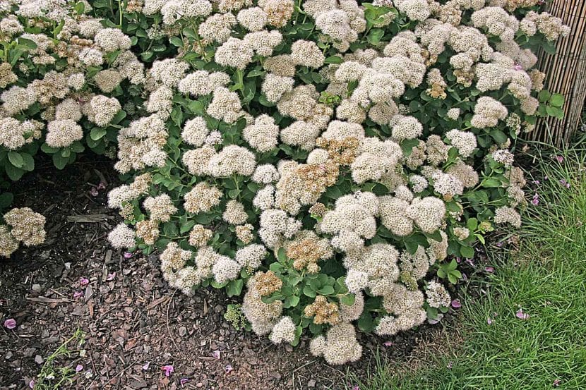 Mata de hierba callera con sus corimbos de flores rosadas