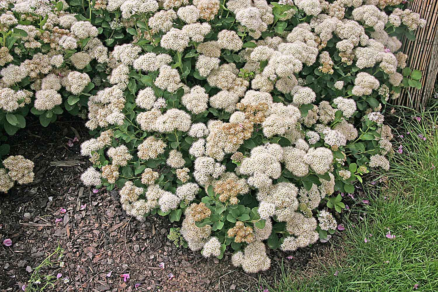 Hierba callera (Sedum telephium): guía de cultivo y cuidados