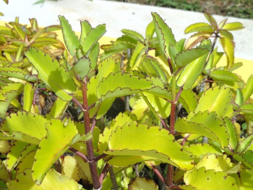 Ejemplar de Kalanchoe pinnata en maceta