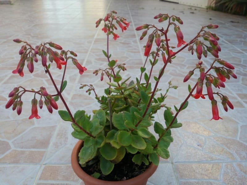 Mata de Kalanchoe Tessa con tallos colgantes