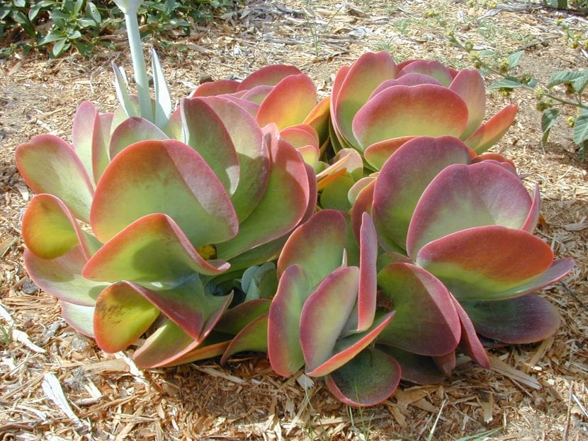 Roseta de Kalanchoe thyrsiflora con hojas planas cubiertas de pruina