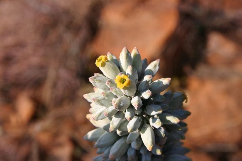 Vara floral de Kalanchoe thyrsiflora con flores amarillas